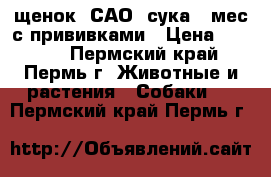  щенок  САО, сука 6 мес.с прививками › Цена ­ 8 000 - Пермский край, Пермь г. Животные и растения » Собаки   . Пермский край,Пермь г.